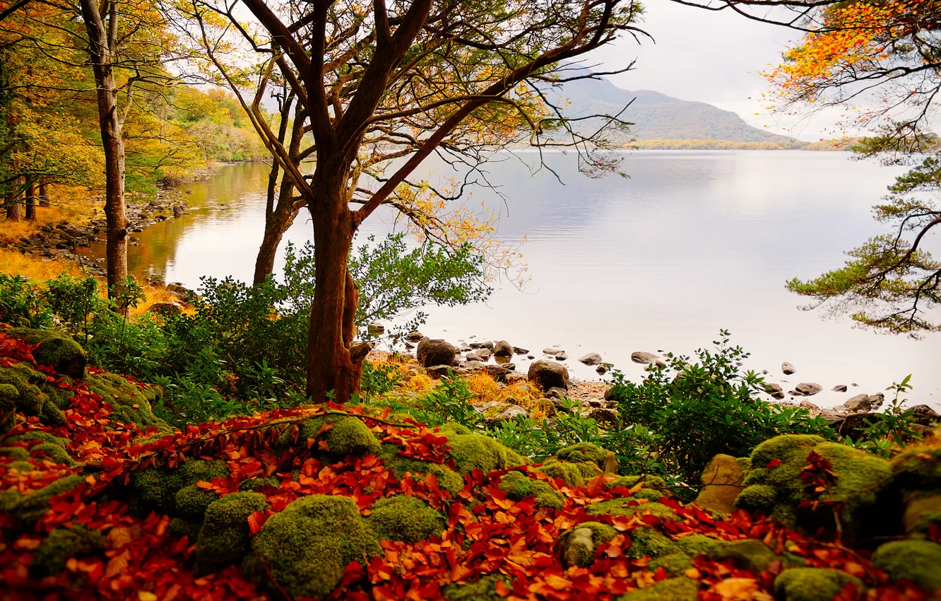 Фото обои осень, листья, деревья, озеро, камни, гора.
