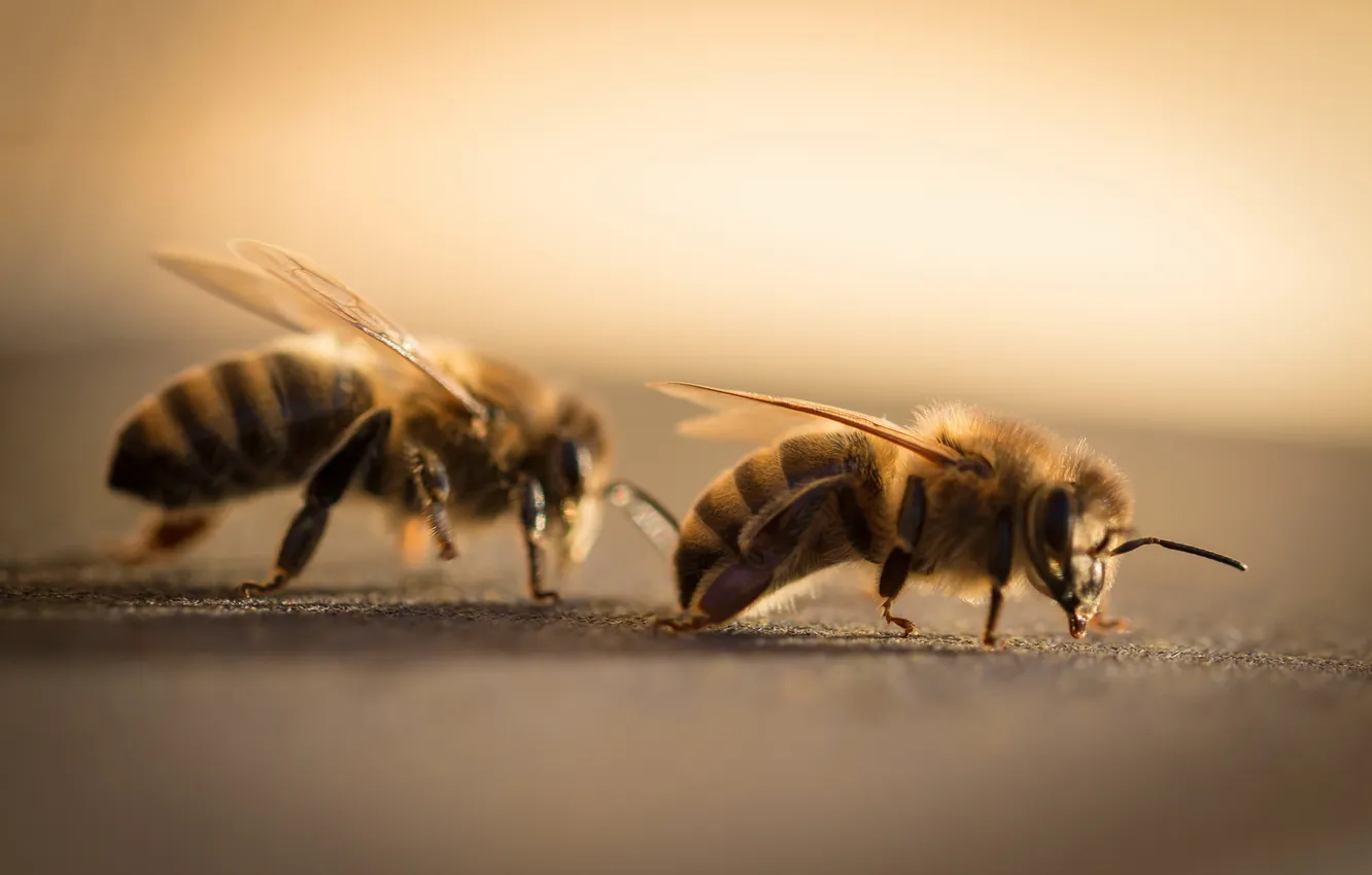 Фото обои макро, природа, пчёлы
