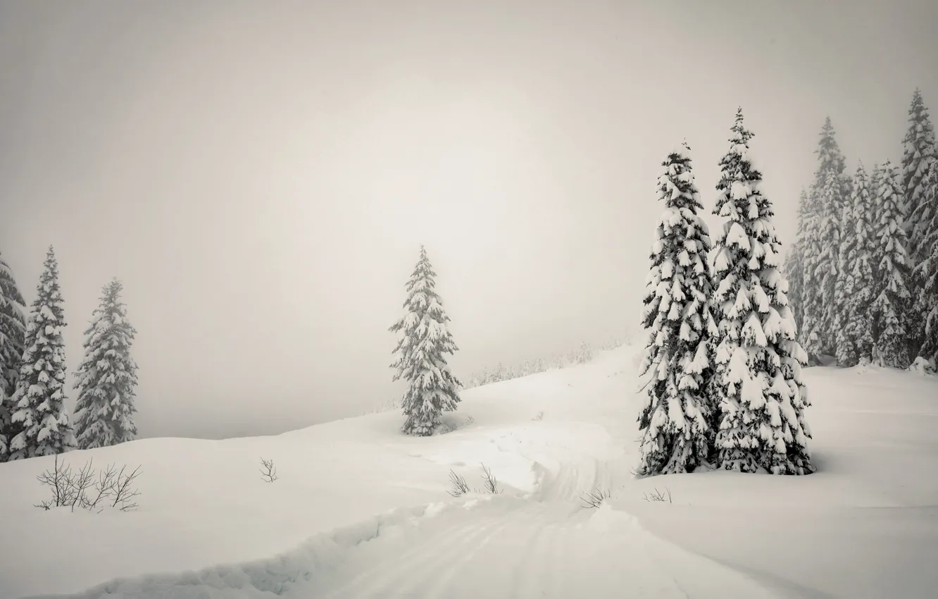 Фото обои зима, снег, туман, ёлки