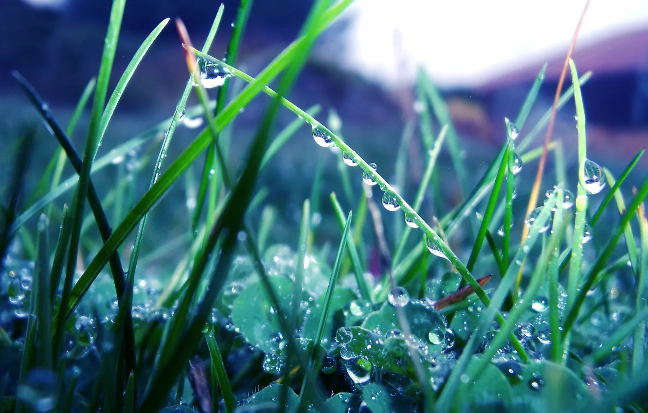 Фото обои зелень, трава, капли, макро, природа, роса, дождь, растения