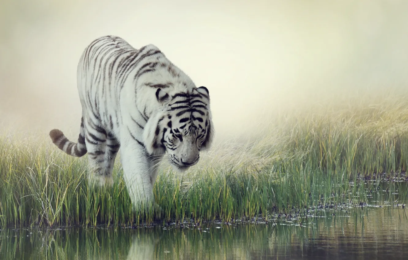Фото обои белый, трава, вода, тигр, фон, размытие, полосатый, водопой
