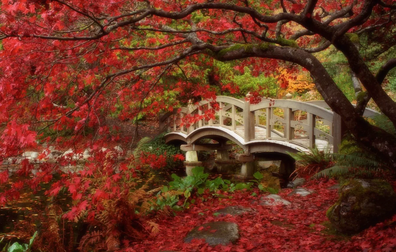 Фото обои осень, листья, Япония, сад