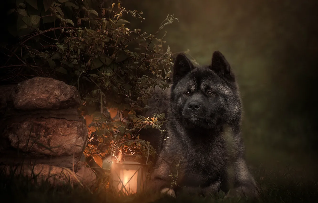 Фото обои листья, ветки, камни, животное, собака, фонарь, пёс