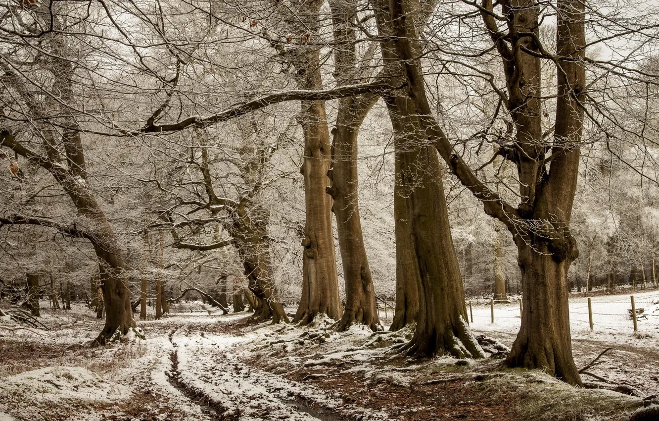 Фото обои дорога, снег, деревья, природа