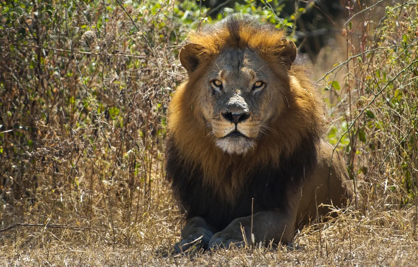 Фото обои взгляд, лев, царь зверей
