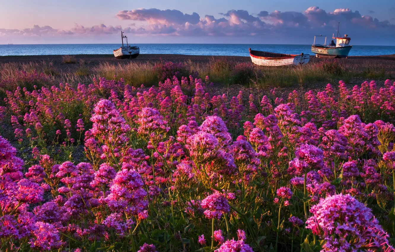 Фото обои море, небо, трава, вода, цветы, тучи, берег, лодки