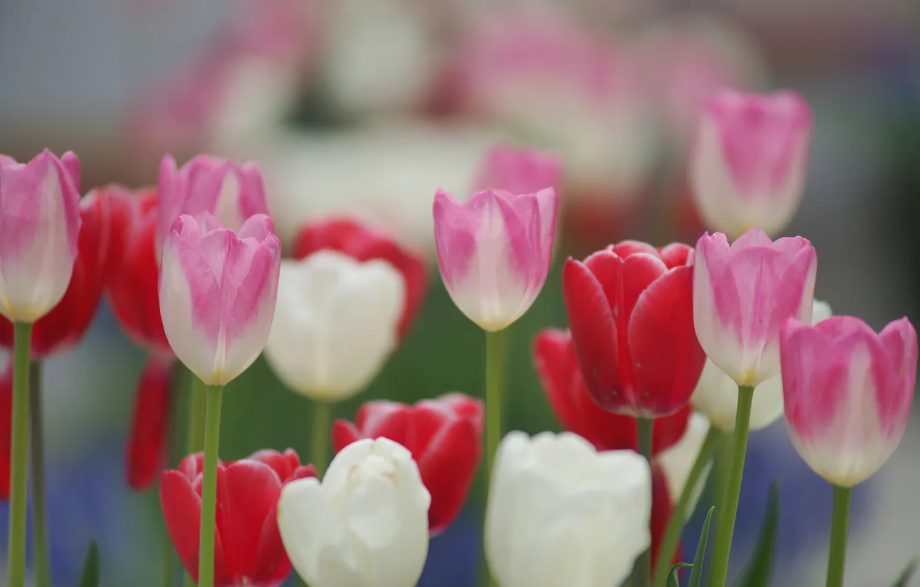 Фото обои поле, цветные, весна, тюльпаны
