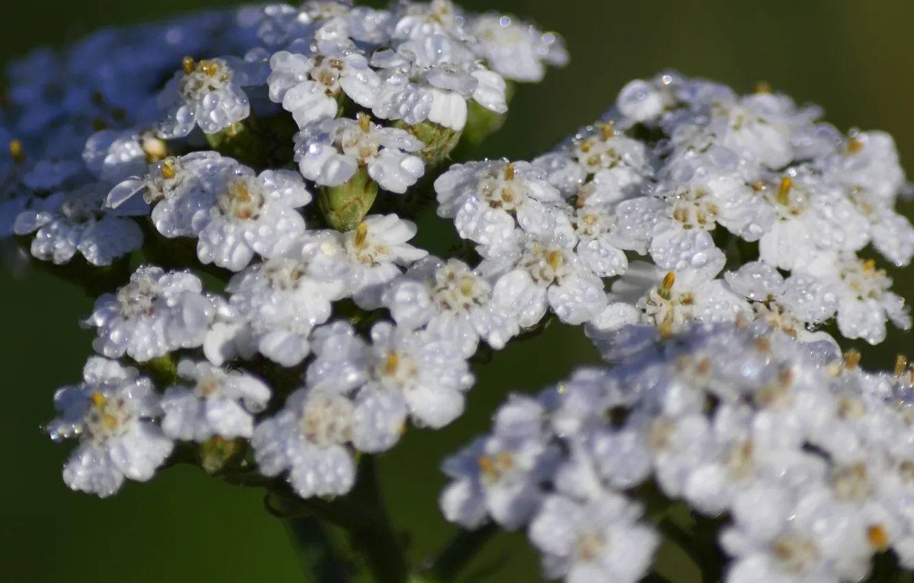 Фото обои Капли, Drops, Белые цветы, White flowers