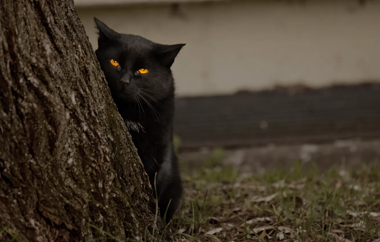 Фото обои глаза, кот, дерево, черный, смотрит