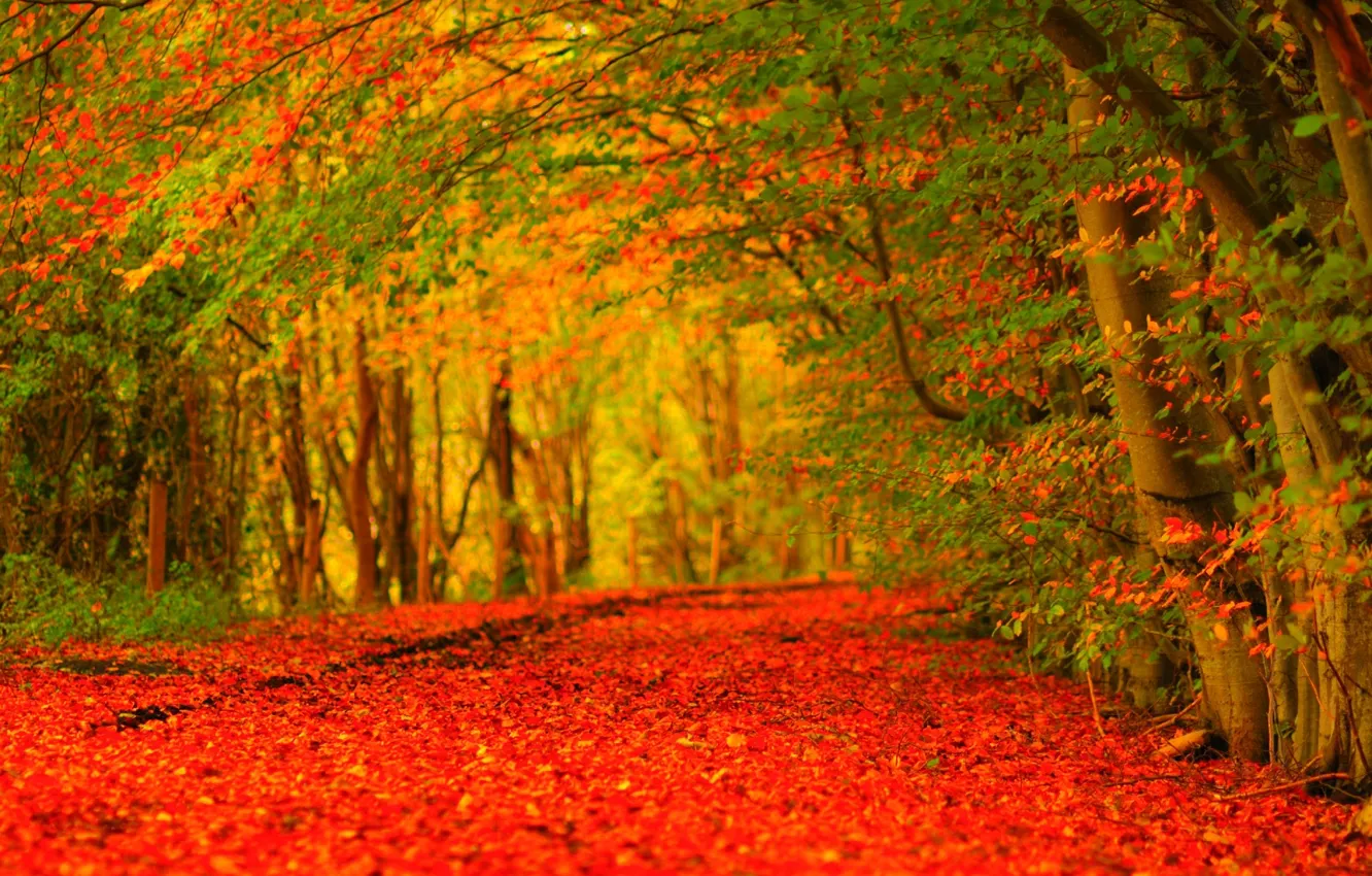 Фото обои дорога, лес, листья, деревья, парк