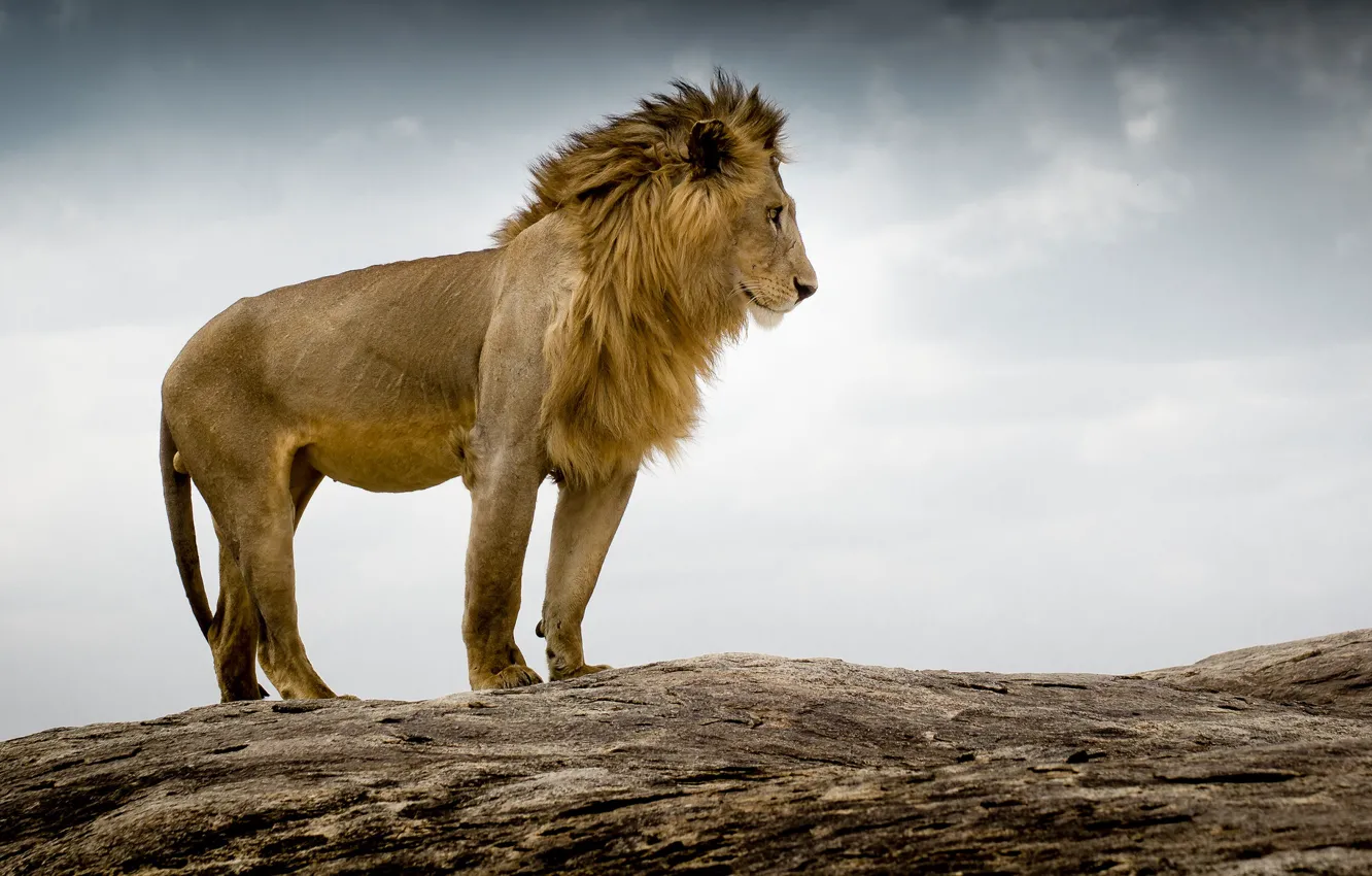 Фото обои лев, царь зверей, Tanzania