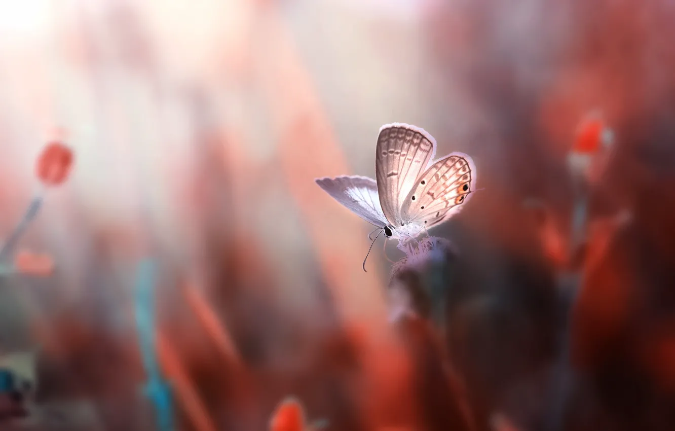 Фото обои макро, цветы, бабочка, розмытия