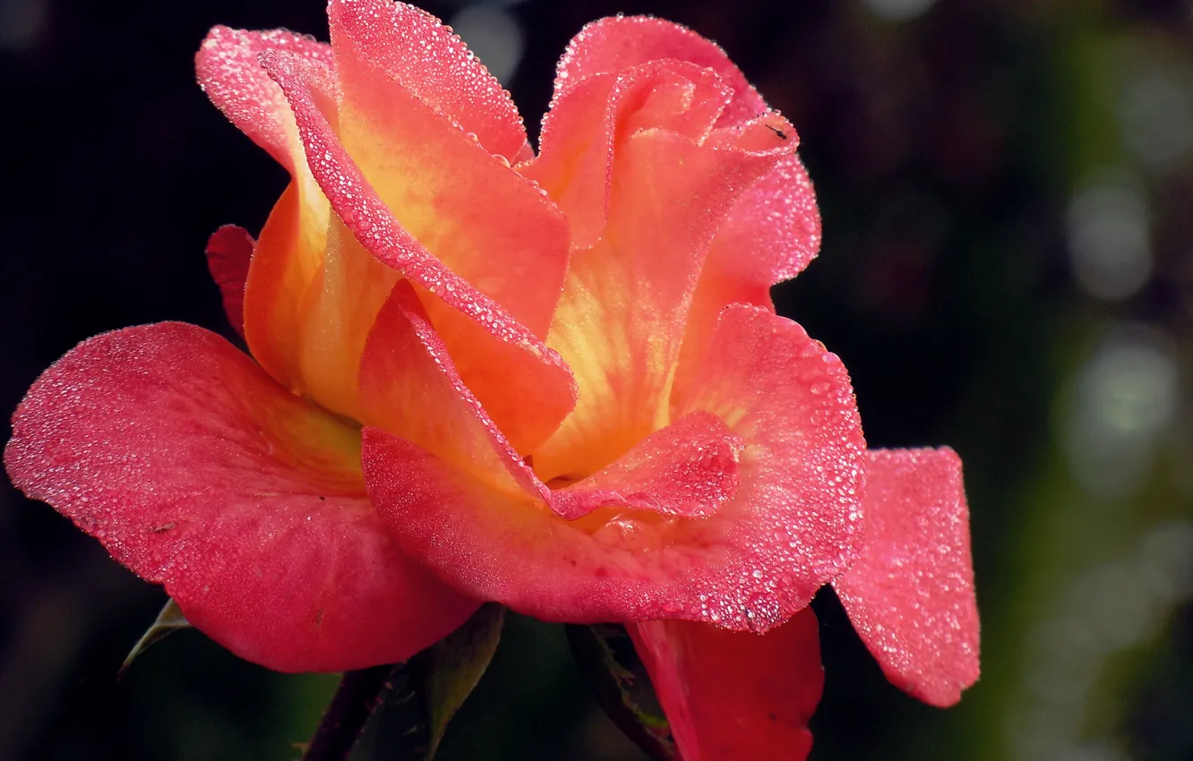 Фото обои капли, роза, оранжевая, Rose, orange, drops