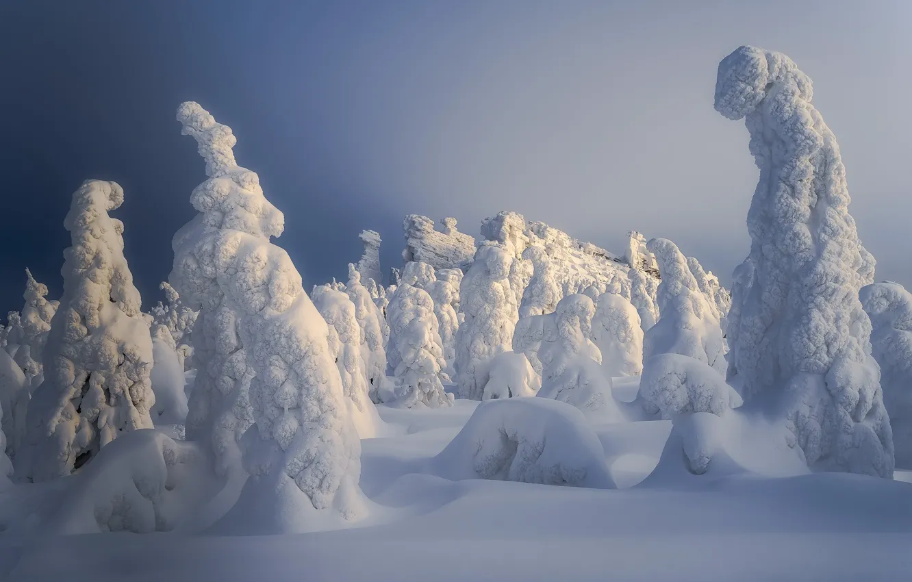 Фото обои зима, снег, деревья, пейзаж, природа, ели, Сергей Межин