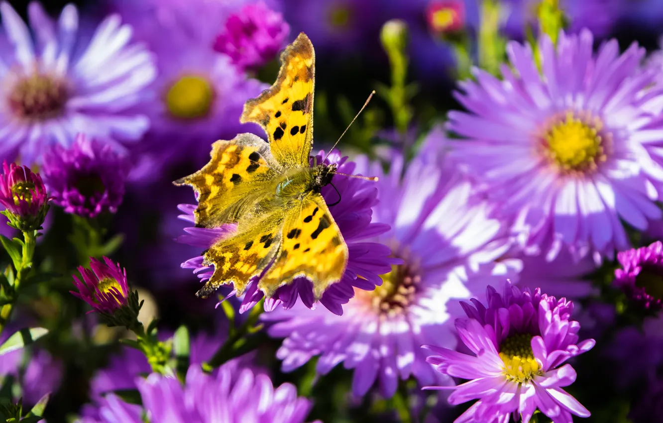 Фото обои цветы, бабочка, лепестки, насекомое, мотылек
