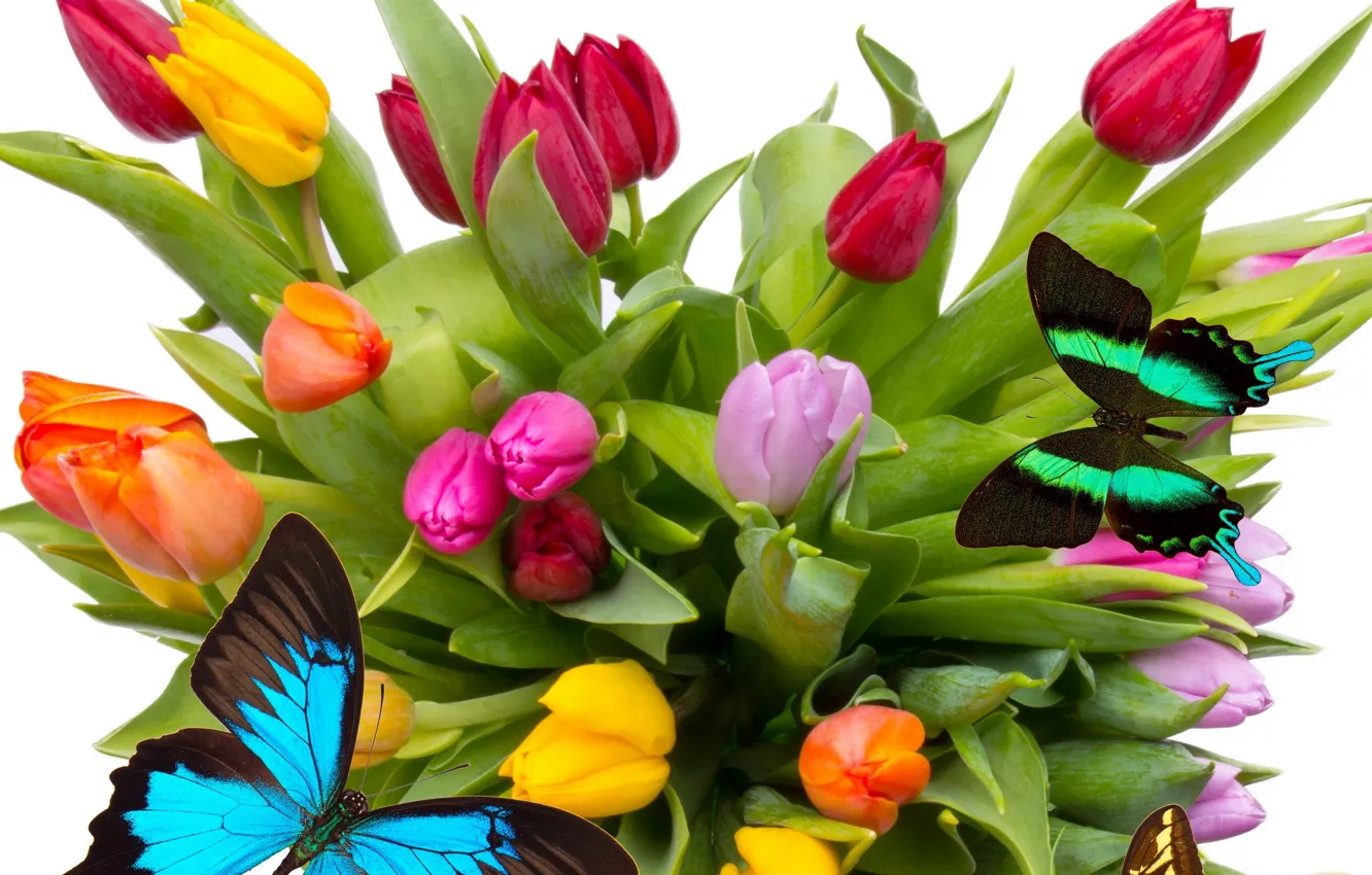 Фото обои бабочки, цветы, яркие, крылья, красота, лепестки, тюльпаны, красные