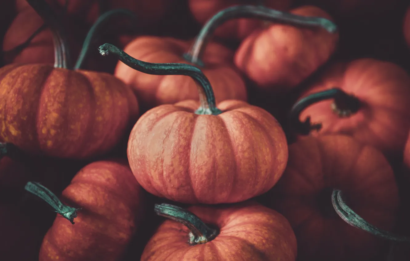 Фото обои осень, темный фон, урожай, тыквы, оранжевые, много, хвостики