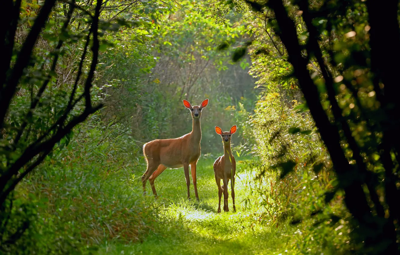 Фото обои лес, Висконсин, США, белохвостый олень
