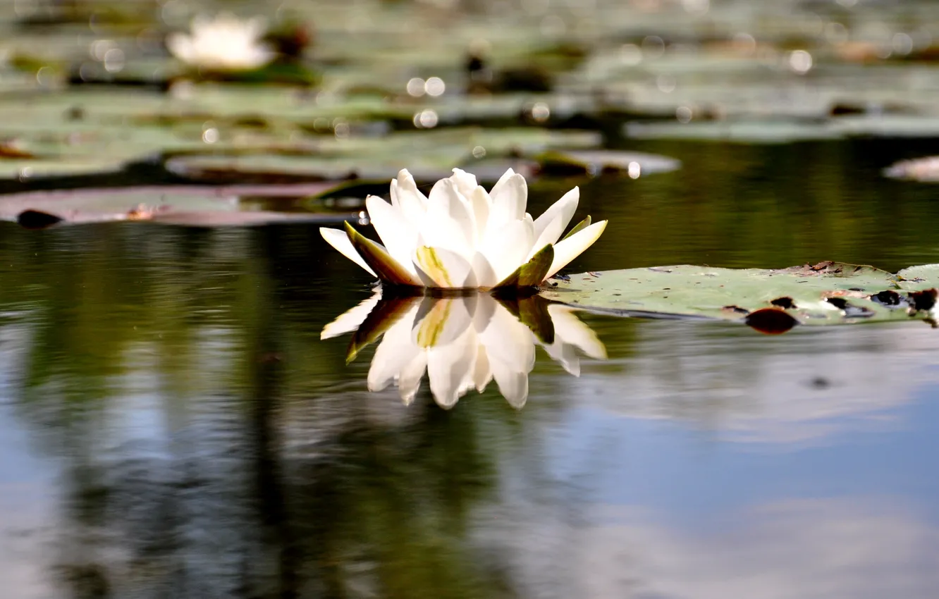 Фото обои размытость, кувшинка, белая, водяная лилия