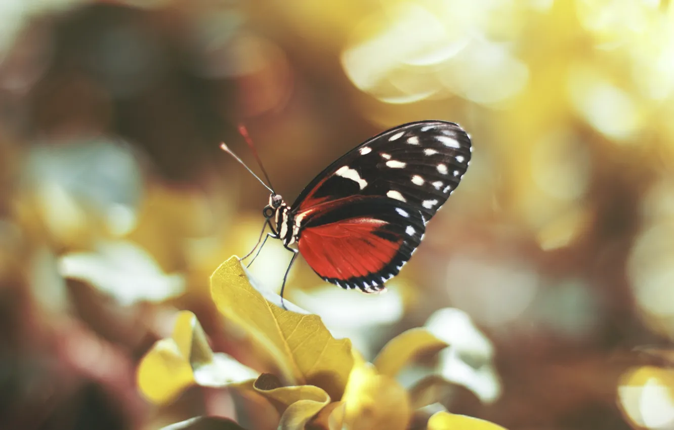 Фото обои бабочка, крылья, насекомое