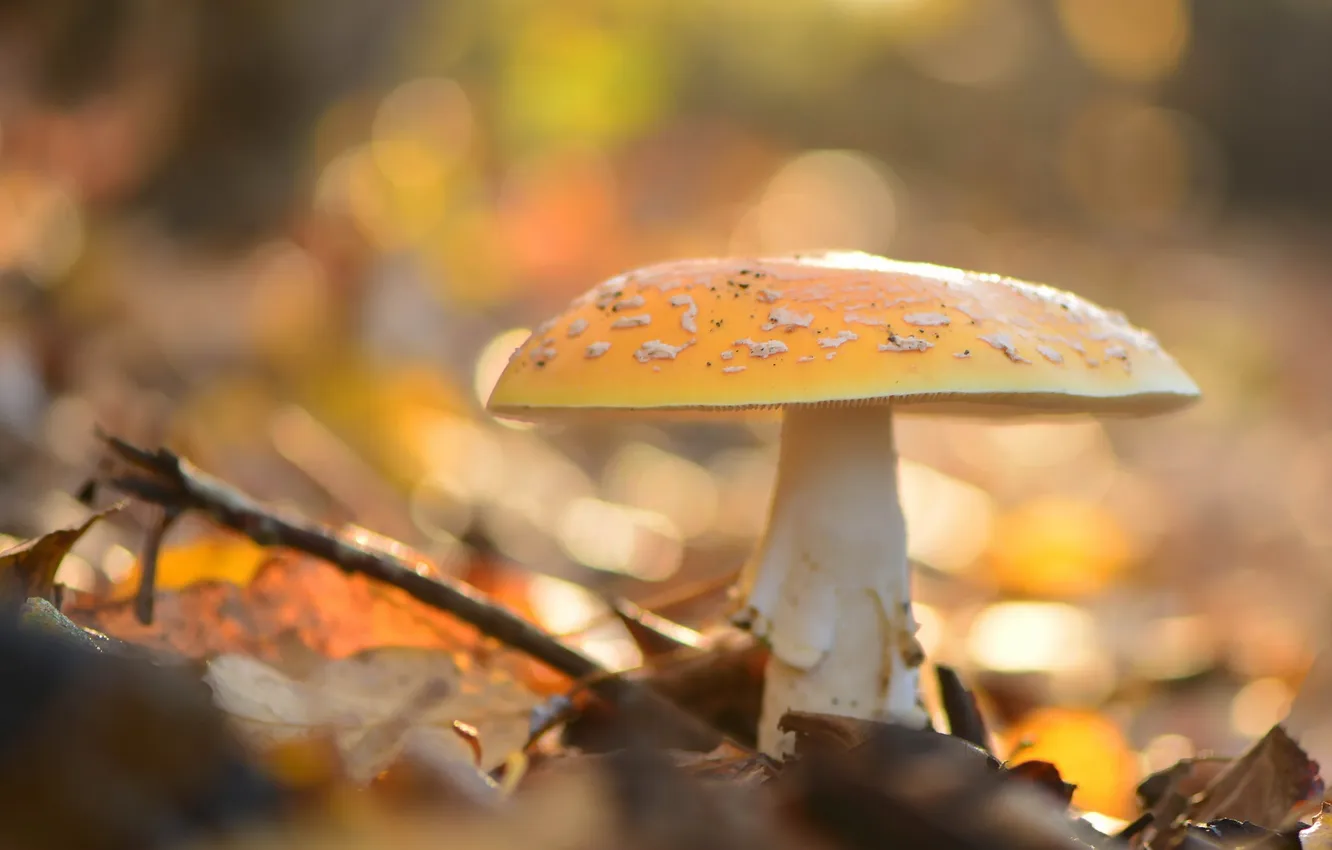 Фото обои природа, гриб, Amanita Muscaria
