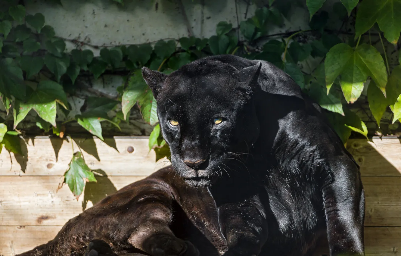Фото обои кошка, взгляд, солнце, пантера, черный ягуар, ©Tambako The Jaguar