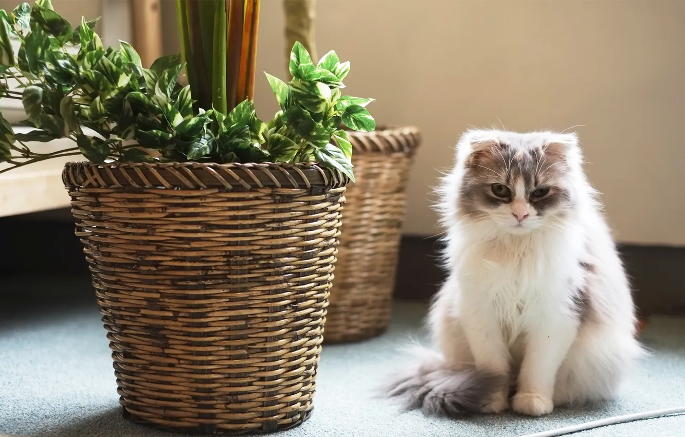 Фото обои кошка, цветок, кот, растение, пушистый, кашпо