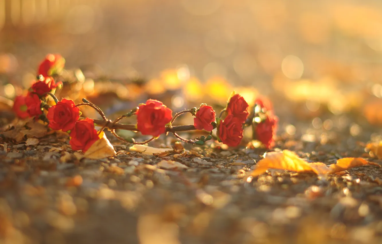 Фото обои асфальт, листья, макро, цветы, красный, фон, земля, widescreen