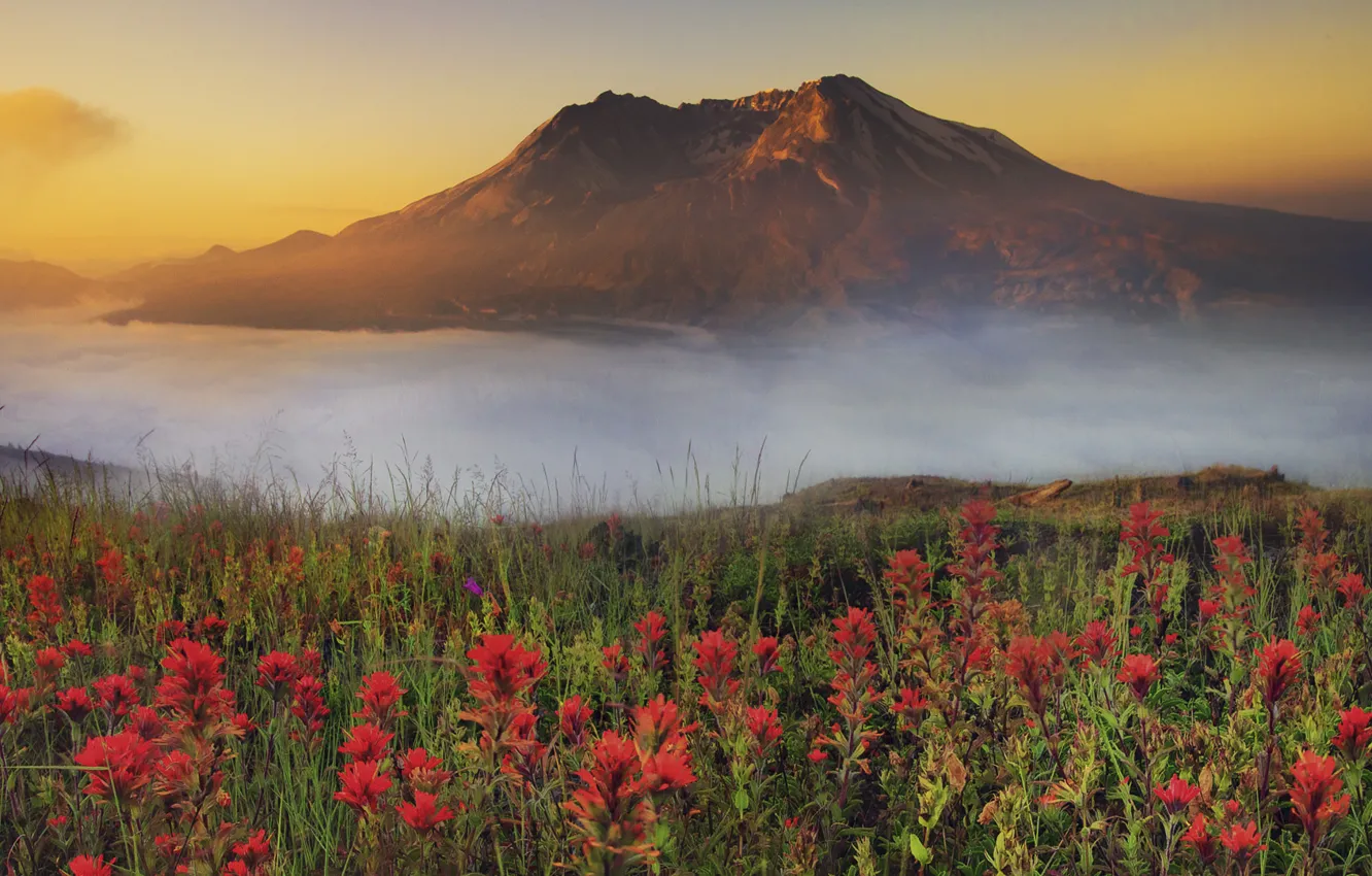 Фото обои закат, цветы, туман, гора, дымка