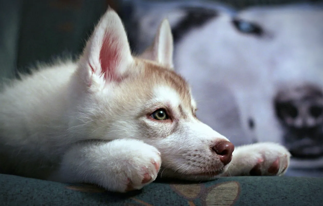 Фото обои puppy, eyes, dog, animal, look, Husky, nose, Siberian Husky