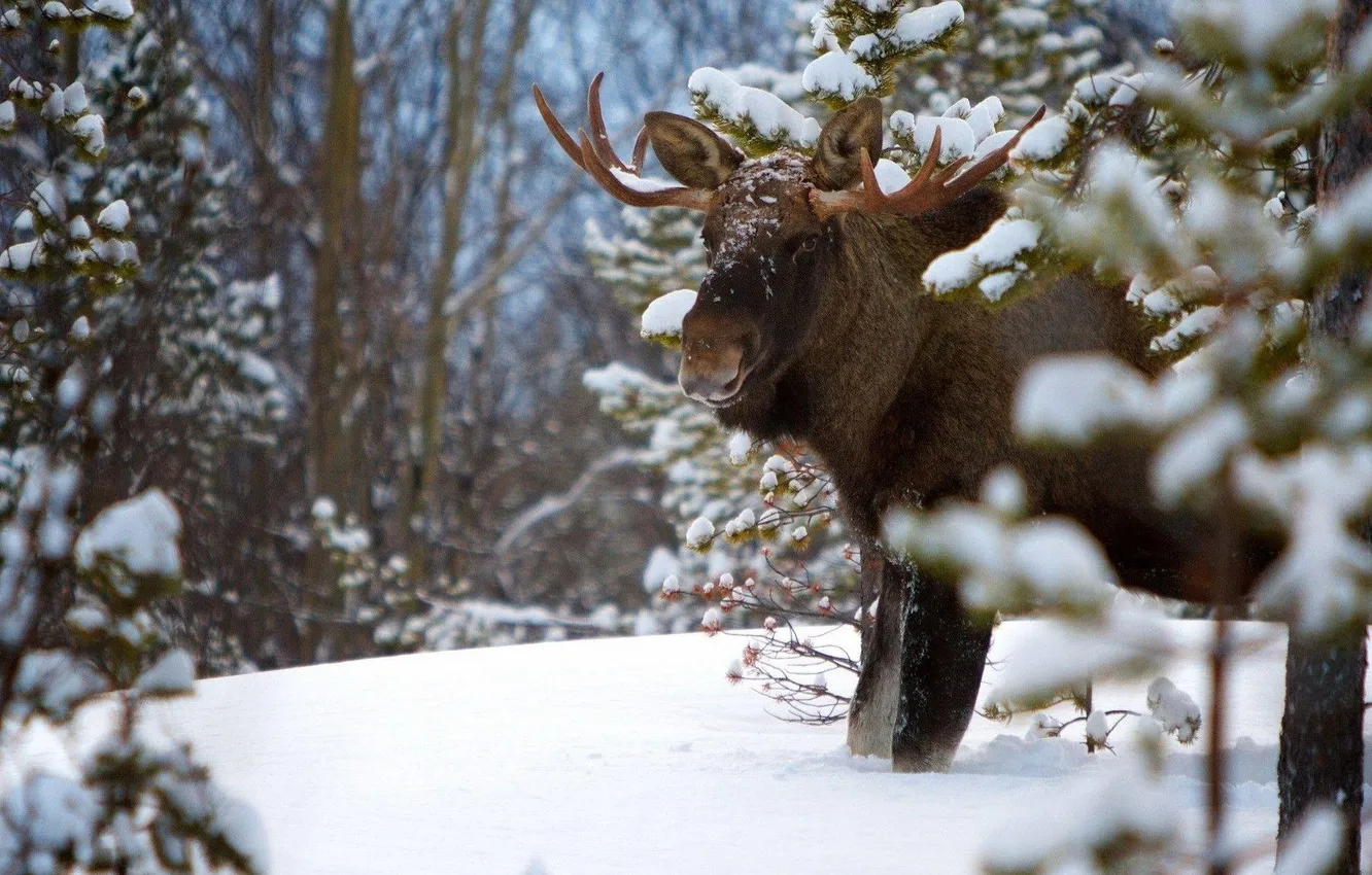Фото обои animal, wild life, moose animal