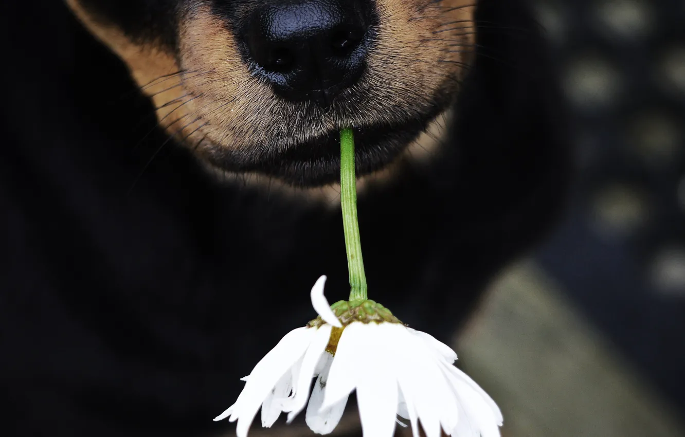 Фото обои цветок, собака, нос, пёс