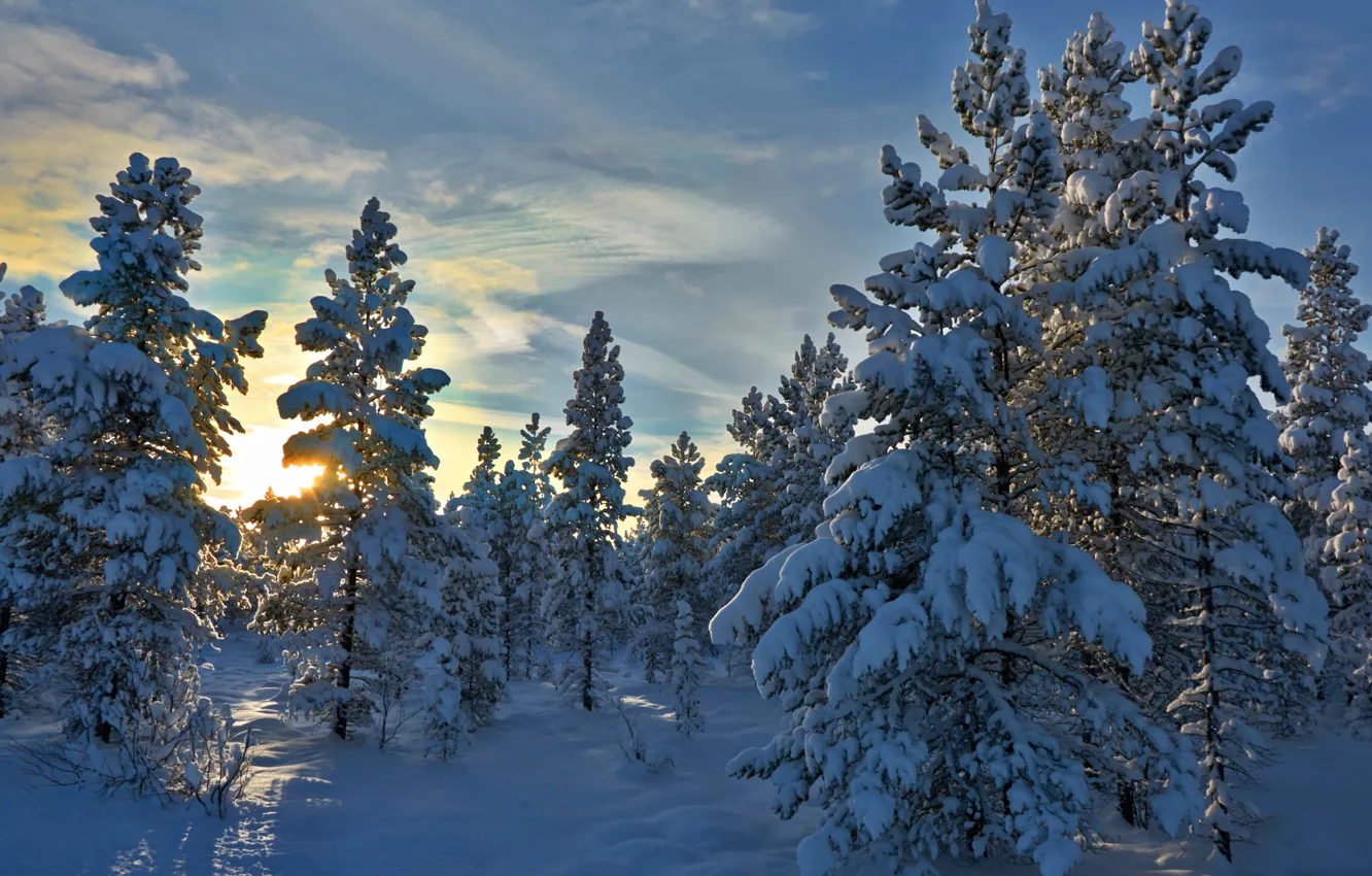 Фото обои зима, лес, снег, деревья, Норвегия, Norway, Hedmark Fylke, Хедмарк