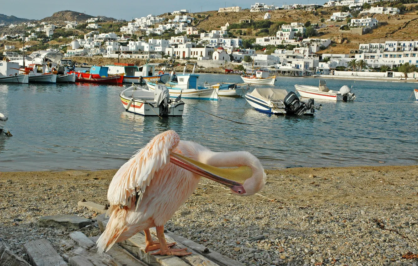 Фото обои город, река, фото, дома, лодки, Греция, пеликан, Mykonos