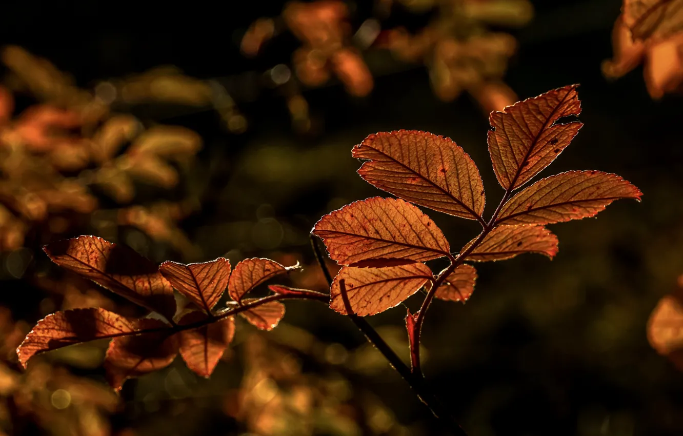 Фото обои осень, листья, ветки, боке