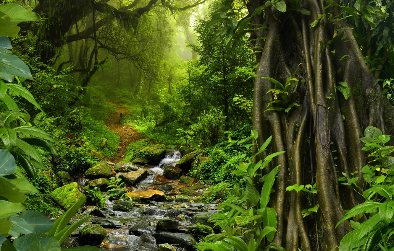 Фото обои зелень, лес, деревья, тропики, ручей, камни, листва, мох