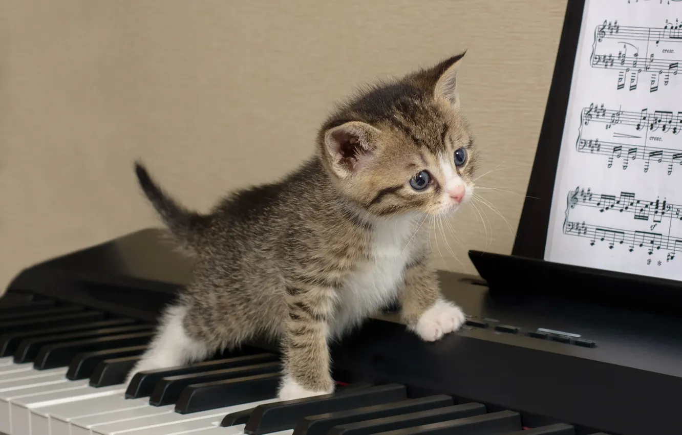 Фото обои кошка, ноты, котенок, серый, фон, игра, малыш, клавиши
