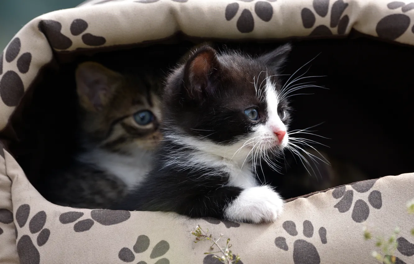 Фото обои взгляд, кошки, следы, поза, темный фон, котенок, черно-белый, котята