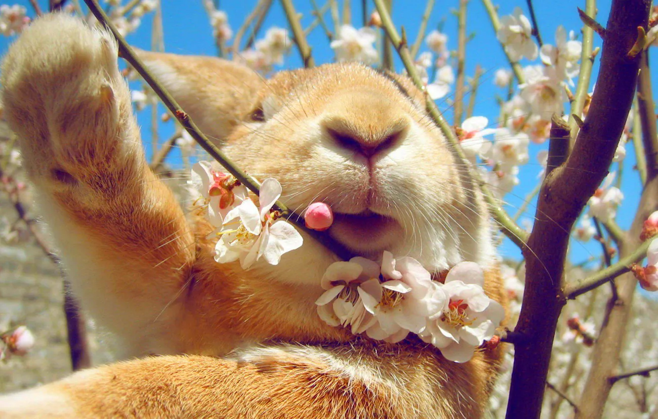 Фото обои небо, весна, кролик, цветение