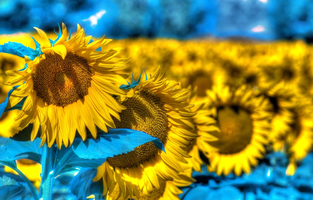 Фото обои лето, подсолнухи, природа