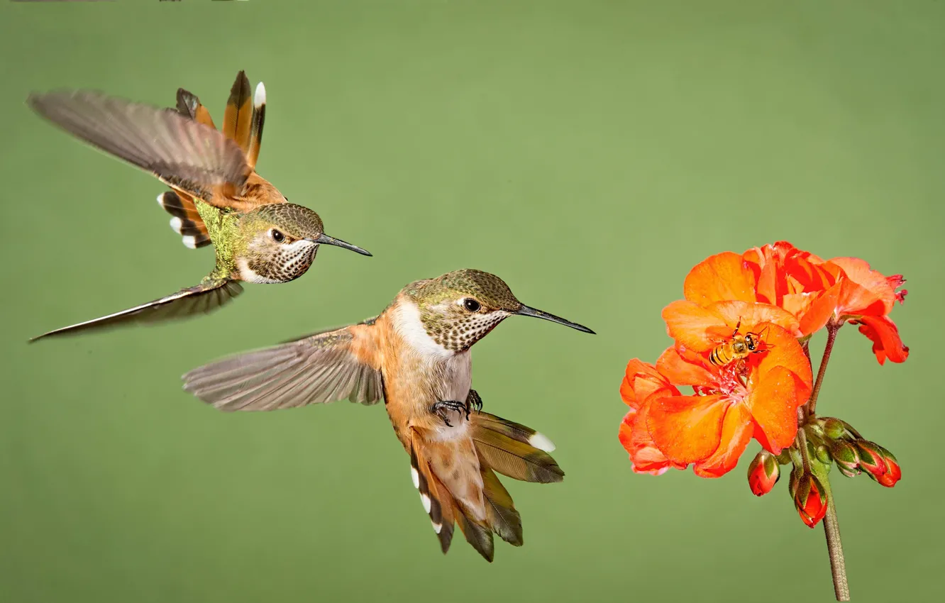 Фото обои цветок, птицы, крылья, клюв, колибри