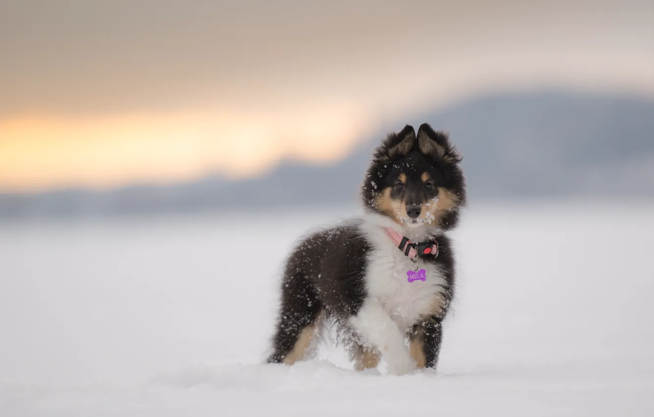 Фото обои взгляд, снег, мордочка, шелти, shetland sheepdog
