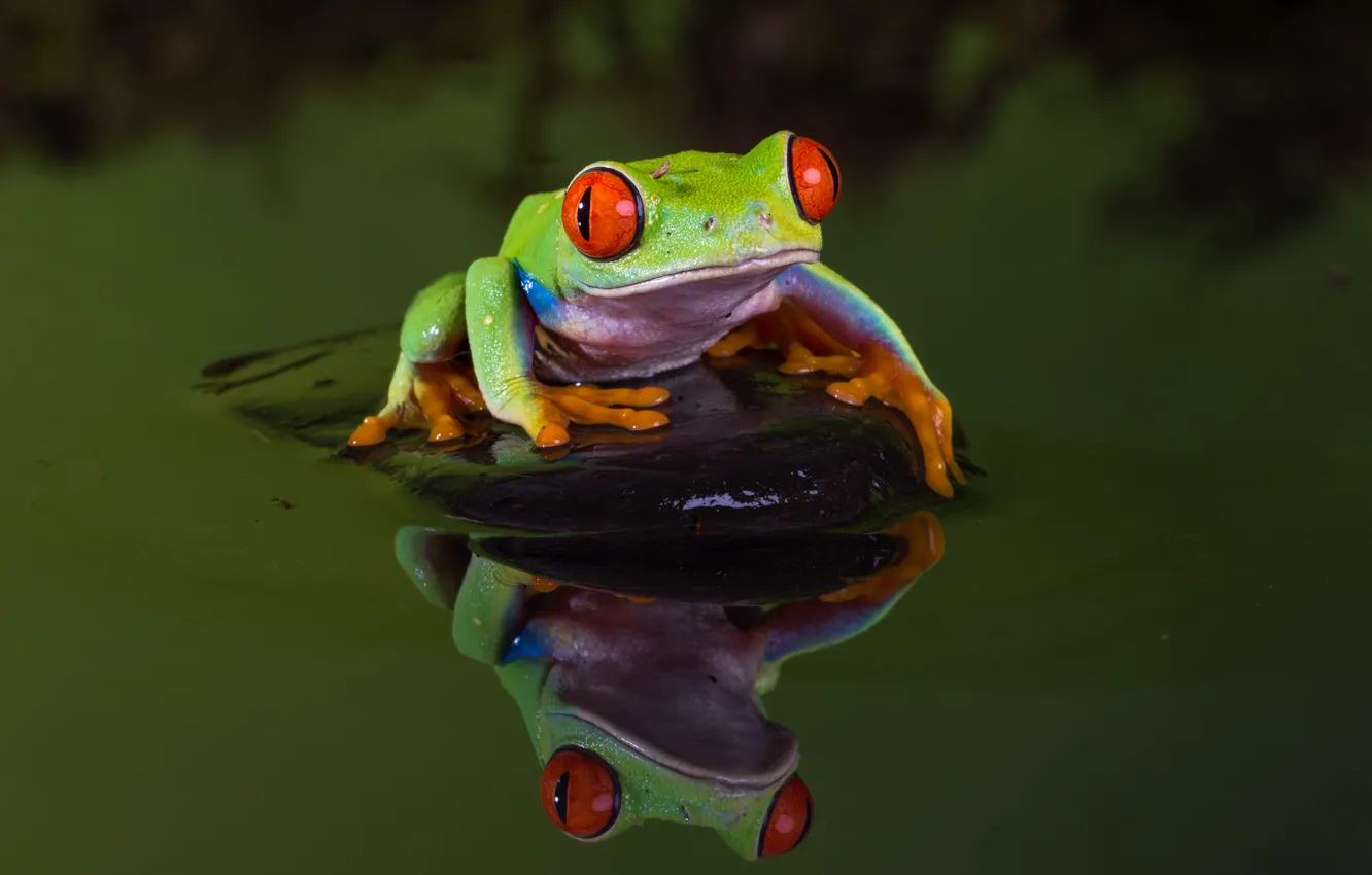 Фото обои вода, макро, природа, зеленый, пруд, отражение, темный фон, камни