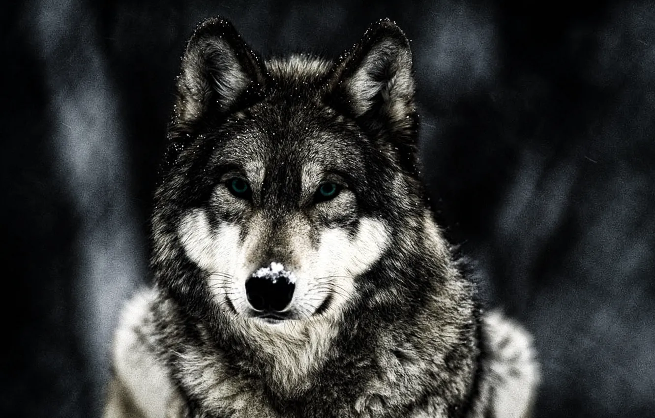 Фото обои winter, animal, wolf