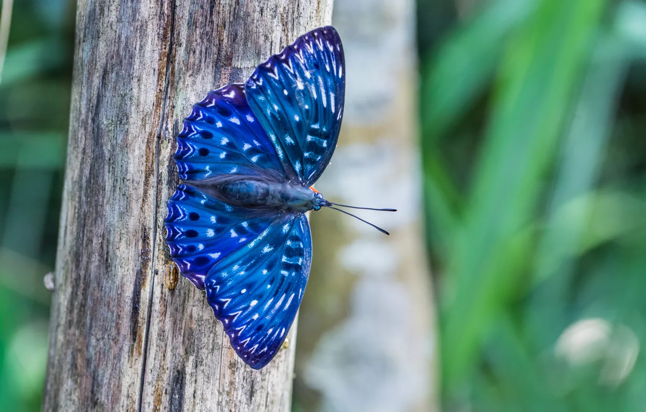 Фото обои макро, природа, дерево, Бабочка, синяя