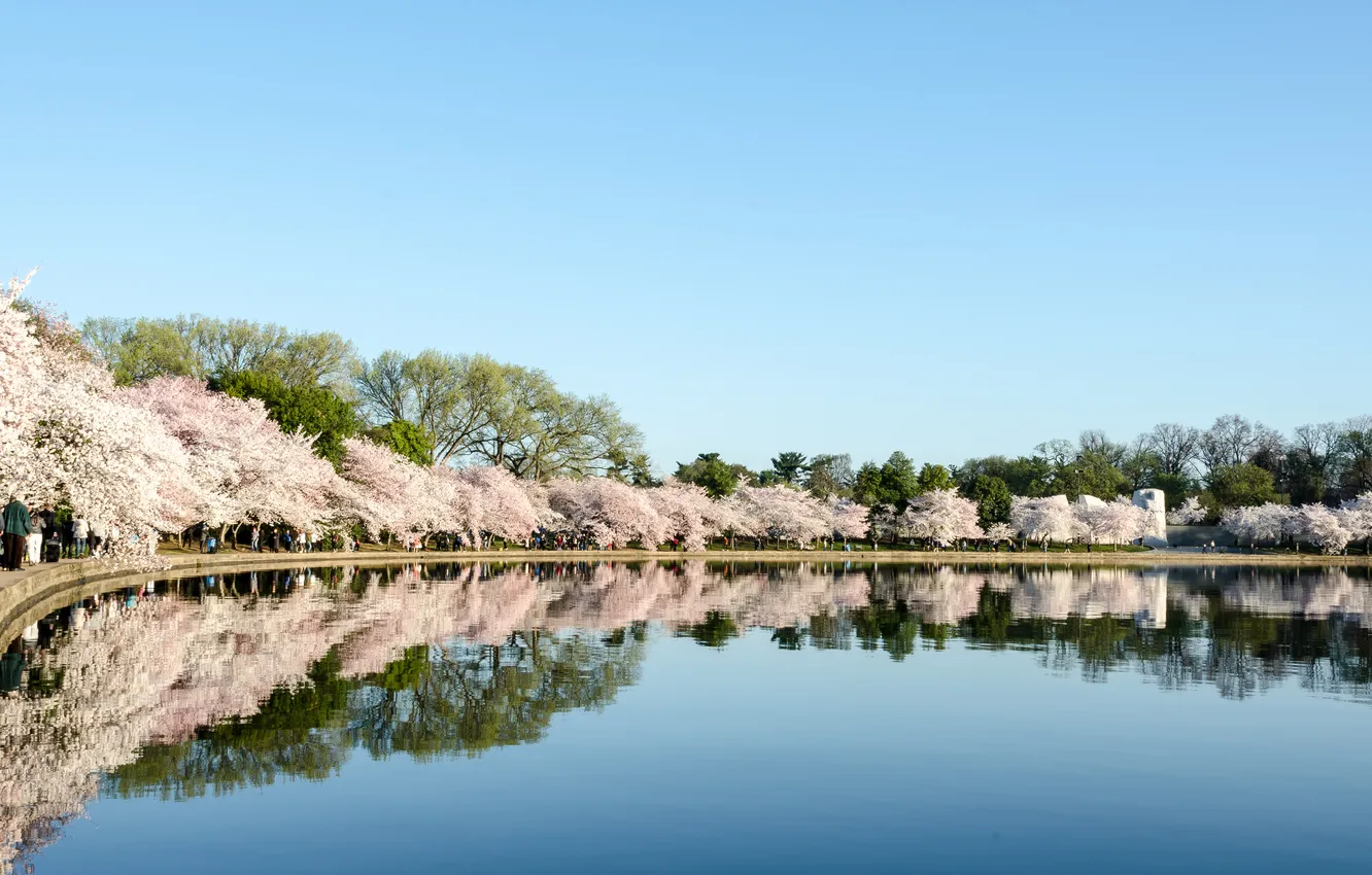 Фото обои природа, вишня, отражение, Cherry, Blossom Festival