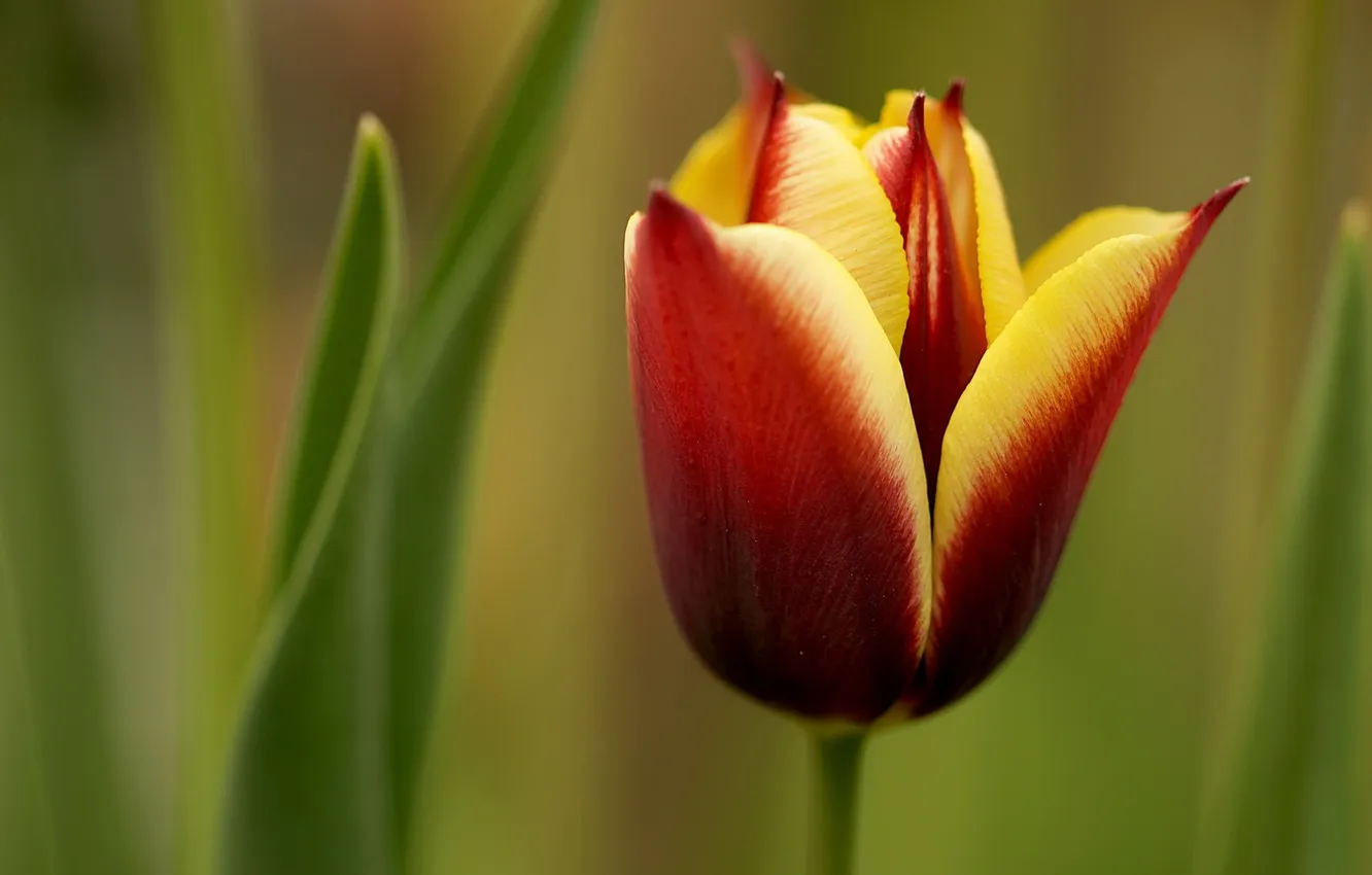 Фото обои цветок, макро, природа, тюльпан