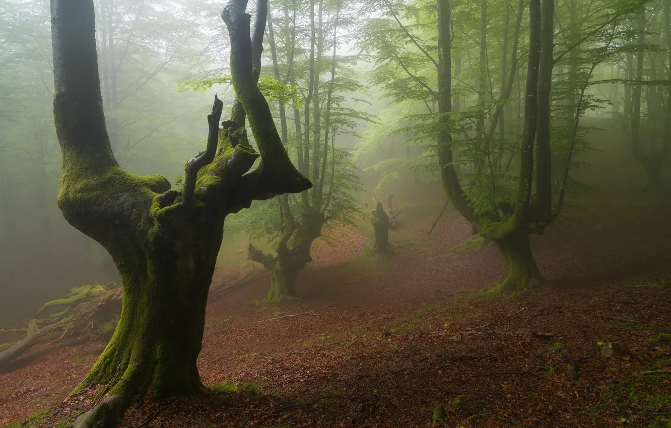 Фото обои лес, пейзаж, природа, туман