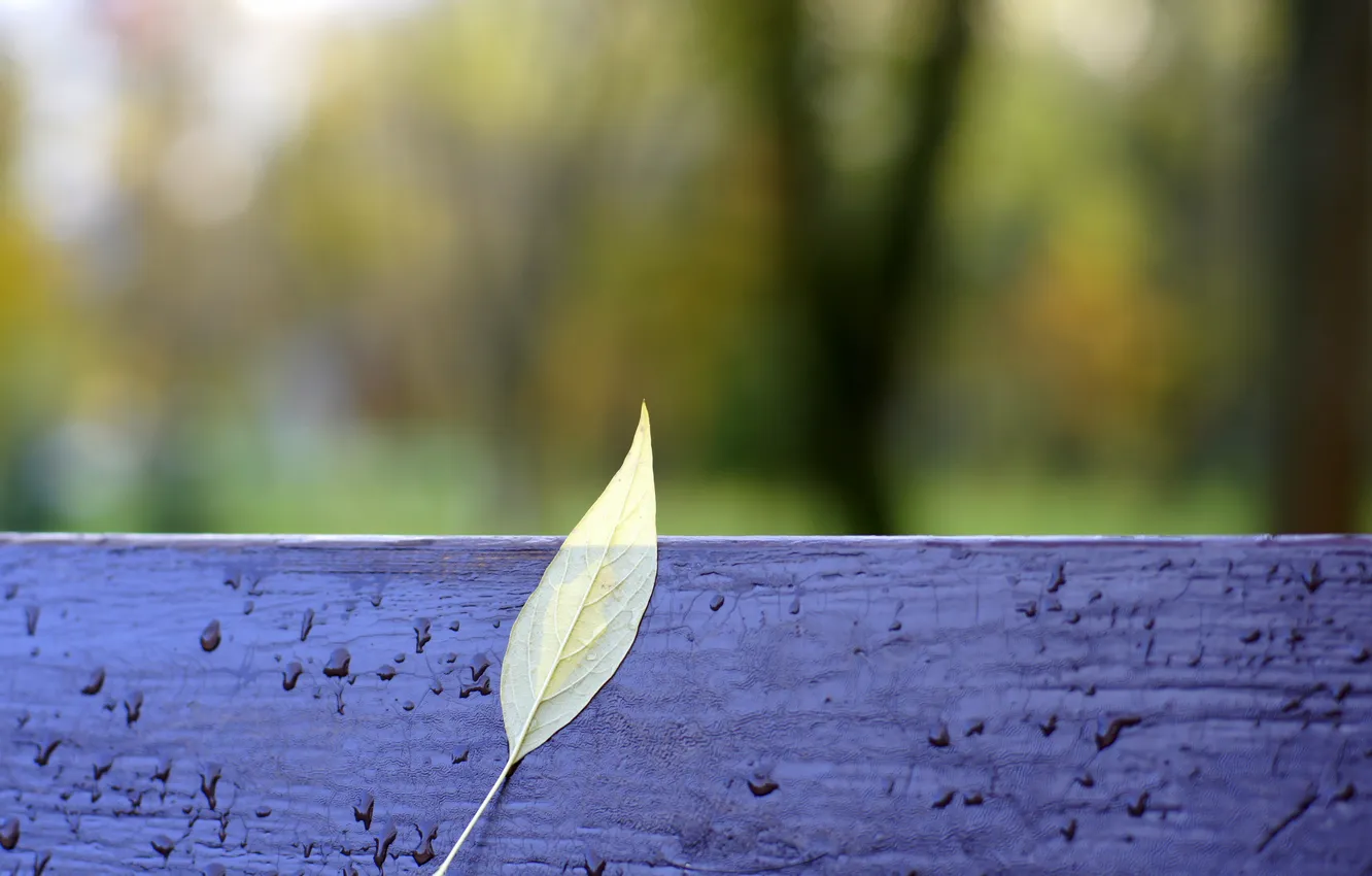 Фото обои осень, лист, лавочка, желтое