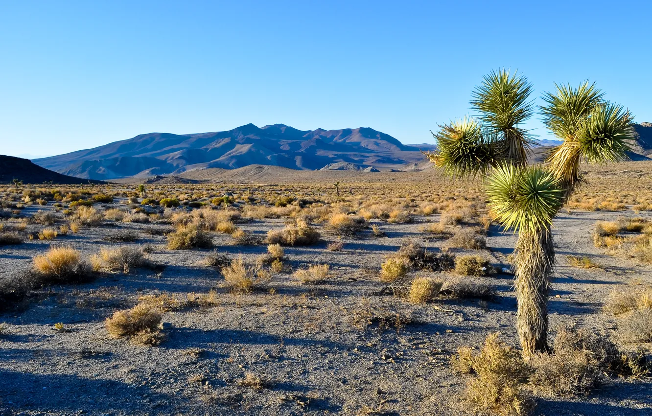 Фото обои небо, пейзаж, горы, дерево, пустыня, сша, joshua tree national park, калифорния